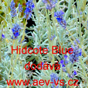 Levandule l&eacute;kařsk&aacute; Hidcote Blue