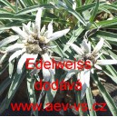 Protěž alpsk&aacute;, Plesnivec alpsk&yacute; Edelwei&szlig;