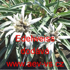 Protěž alpsk&aacute;, Plesnivec alpsk&yacute; Edelwei&szlig;