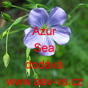 Len vytrval&yacute; Azur Sea