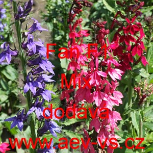 Lobelka n&aacute;dhern&aacute; Fan F1 Mix