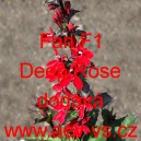 Lobelka n&aacute;dhern&aacute; Fan F1 Deep Rose