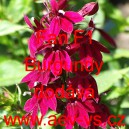 Lobelka n&aacute;dhern&aacute; Fan F1 Burgundy