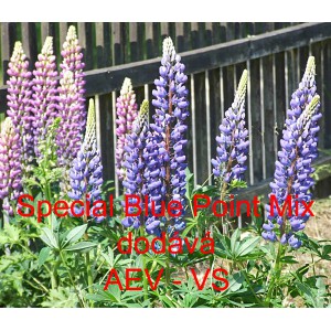 Lupina mnoholist&aacute;, Vlč&iacute; bob mnoholist&yacute; Russell Special Blue Point Mix