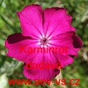 Kohoutek věncov&yacute; Karminrot