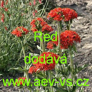 Kohoutek chalcedonsk&yacute; plamenn&yacute; Red