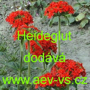 Kohoutek chalcedonsk&yacute; plamenn&yacute; Heideglut