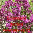 Kohoutek, Smolnička obecn&aacute; Splendens