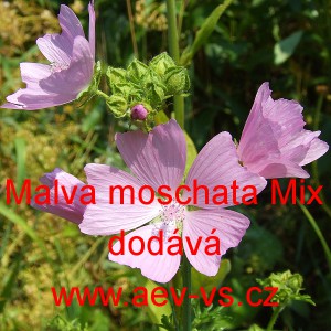 Sl&eacute;z pižmov&yacute; Mix