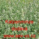 &Scaron;anta kočič&iacute; Katzenminze