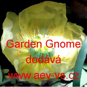 M&aacute;k lys&yacute;, nahoprut&yacute;, islandsk&yacute; Garden Gnome