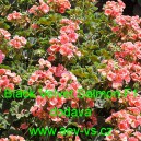 Mu&scaron;k&aacute;t p&aacute;skat&yacute; Black Velvet Salmon F1