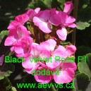 Mu&scaron;k&aacute;t p&aacute;skat&yacute; Black Velvet Rose F1