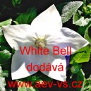 Boubelka velkokvět&aacute;, Boubel&iacute;k White Bell