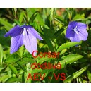 Boubelka velkokvět&aacute;, Boubel&iacute;k Corsar