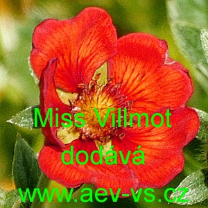 Mochna nep&aacute;lsk&aacute; Miss Villmot