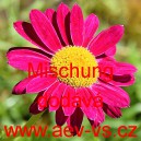 Kopretina &scaron;arlatov&aacute; Mischung