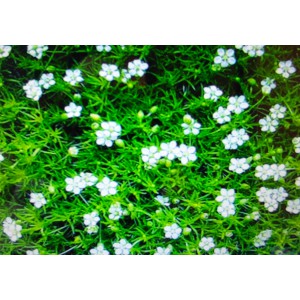 &Uacute;razn&iacute;k &scaron;&iacute;dlovit&yacute;, měř&iacute;k White