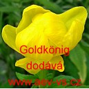 Upol&iacute;n č&iacute;nsk&yacute; Goldk&ouml;nig