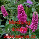 Rozrazil dlouholist&yacute; Mischung