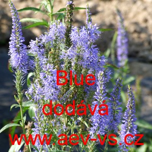 Rozrazil dlouholist&yacute; Blue