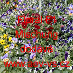 Violka ostruhat&aacute; Floral F1 Mischung