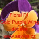 Violka ostruhat&aacute; Floral F1 Gold Purple Wing