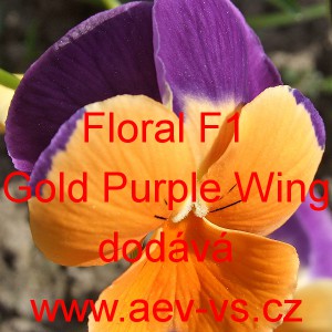 Violka ostruhat&aacute; Floral F1 Gold Purple Wing