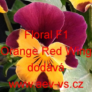 Violka ostruhat&aacute; Floral F1 Orange Red Wing