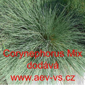 Paličkovec &scaron;edav&yacute; Spiky Blue