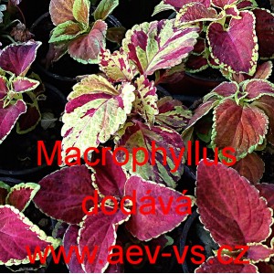 Africk&aacute; kopřiva, Pochvatec ozdobn&yacute;, &scaron;i&scaron;&aacute;kovit&yacute;, Kopřivěnka zkř&iacute;žen&aacute; Macrophyllus