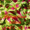 Africk&aacute; kopřiva, Pochvatec ozdobn&yacute;, &scaron;i&scaron;&aacute;kovit&yacute;, Kopřivěnka zkř&iacute;žen&aacute; Wizard Rose