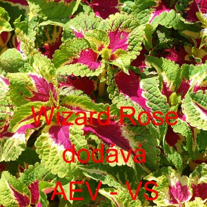 Africk&aacute; kopřiva, Pochvatec ozdobn&yacute;, &scaron;i&scaron;&aacute;kovit&yacute;, Kopřivěnka zkř&iacute;žen&aacute; Wizard Rose