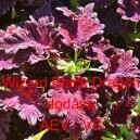 Africk&aacute; kopřiva, Pochvatec ozdobn&yacute;, &scaron;i&scaron;&aacute;kovit&yacute;, Kopřivěnka zkř&iacute;žen&aacute; Wizard Black Dragon