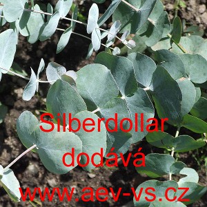 Blahovičn&iacute;k  Silver Dollar