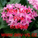 Pětkovec kopinat&yacute; New Look Pink