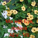 Smatovka kř&iacute;dlat&aacute;, černook&aacute; zuzana, thunbergie Mix with Eye směs s okem