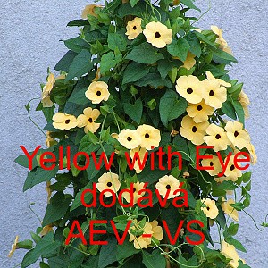 Smatovka kř&iacute;dlat&aacute;, černook&aacute; zuzana, thunbergie Yellow with Eye