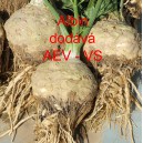 Celer bulvov&yacute; Albin