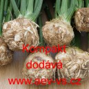 Celer bulvov&yacute; Kompakt