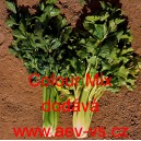 Celer řap&iacute;kat&yacute; Colour Mix