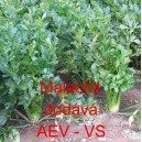 Celer řap&iacute;kat&yacute; Malachit