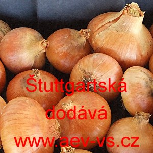 Cibule jarn&iacute; kuchyňsk&aacute; &Scaron;tuttgartsk&aacute;