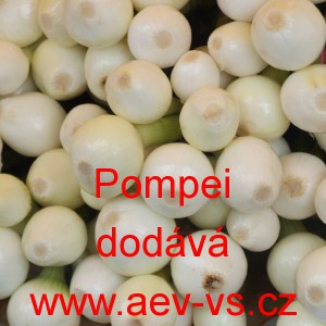 Cibule jarn&iacute; kuchyňsk&aacute; Pompei