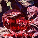 Čekanka obecn&aacute; hl&aacute;vkov&aacute; Palla Rossa 3