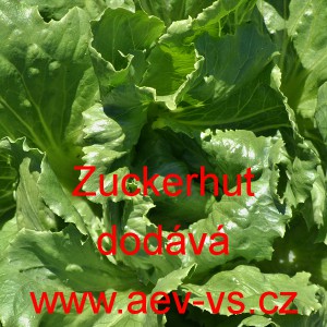 Čekanka obecn&aacute; hl&aacute;vkov&aacute; Zuckerhut