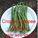 Fazol keř&iacute;čkov&yacute; Cropper Teepee
