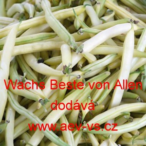Fazol keř&iacute;čkov&yacute; Wachs Beste von Allen