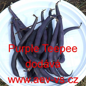 Fazol keř&iacute;čkov&yacute; Purple Teepee