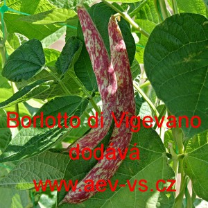 Fazol tyčkov&yacute; Borlotto di Vigevano